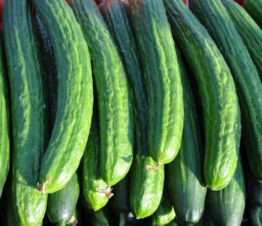 Gemüse-Laser: Sind die Bedenken gerechtfertigt?